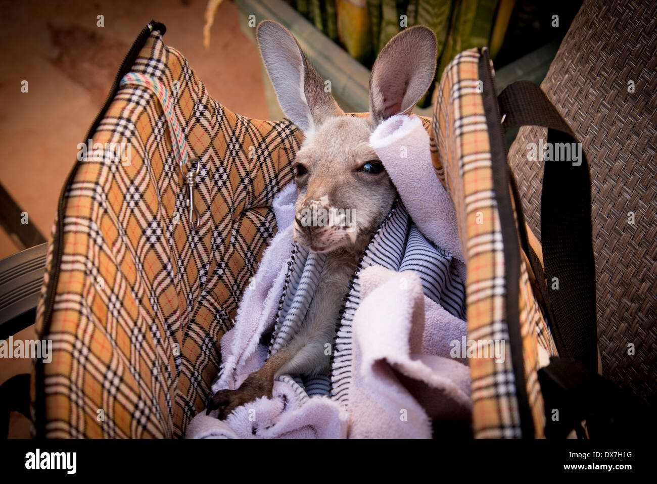 Adopted little joey in pouch and bag Stock Photo