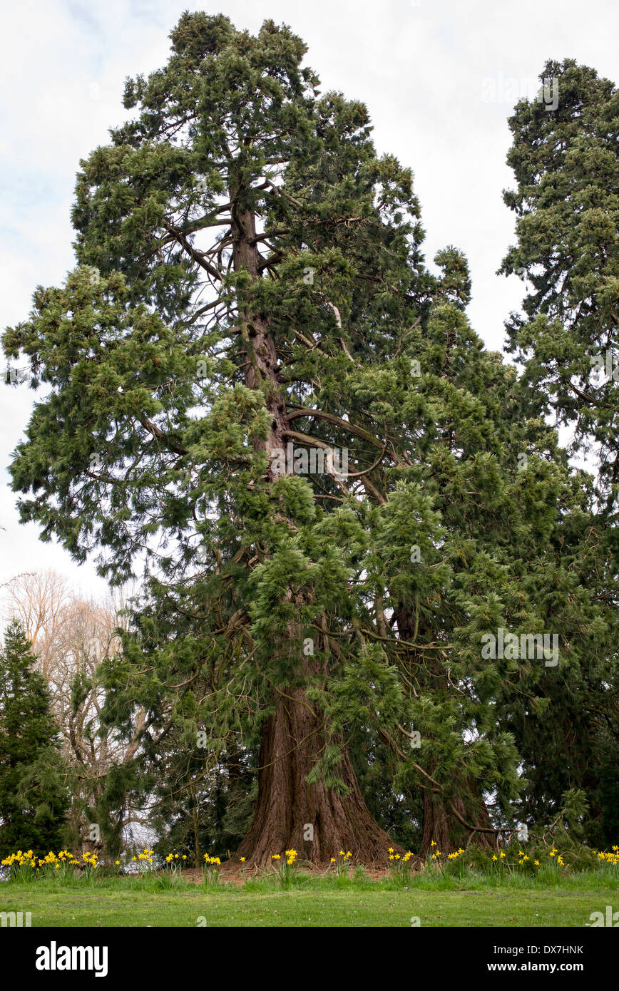 Sequoiadendron giganteum. Giant Redwood trees. Batsford Arboretum, Cotswolds, Gloucestershire, England Stock Photo