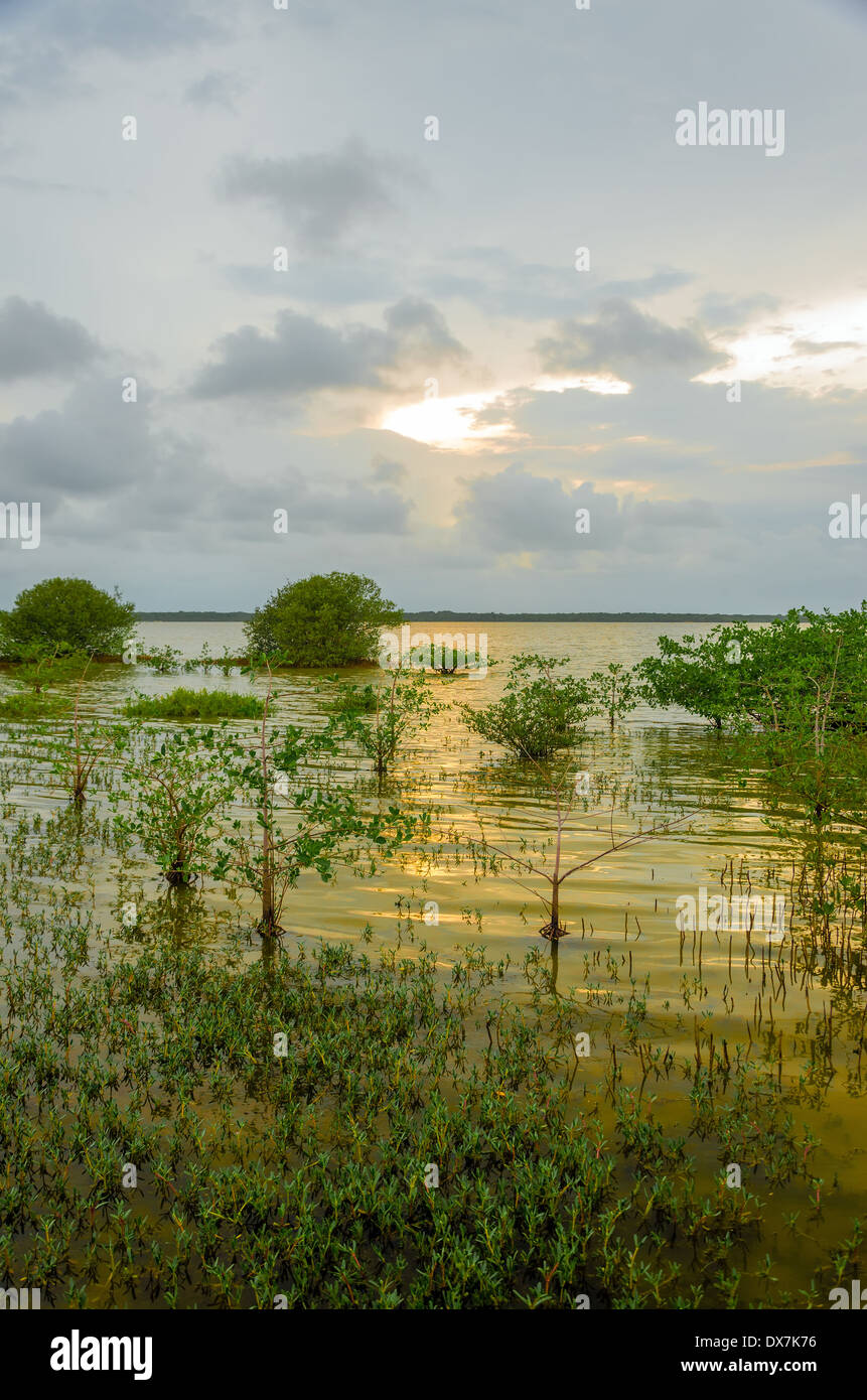 Sunset of a wetland lagoon in La Guajira, Colombia Stock Photo