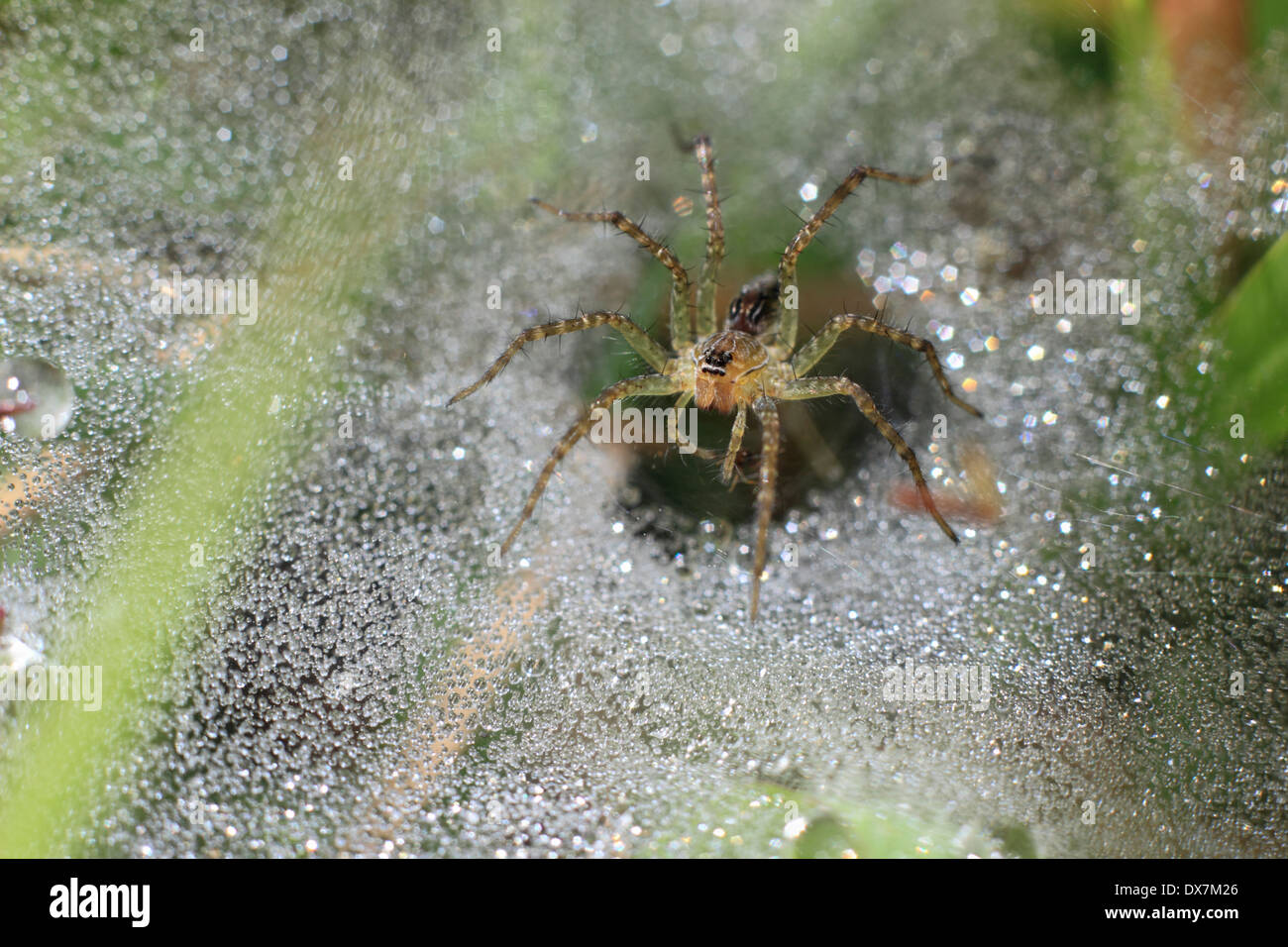 Funnel  Weaver Spider Stock Photo Alamy