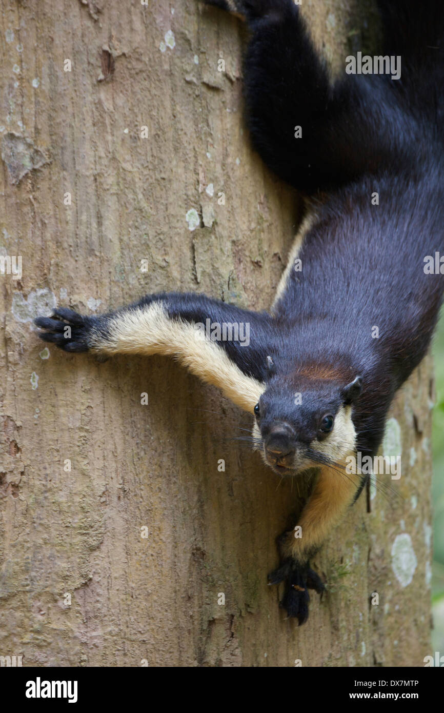The black giant squirrel Stock Photo