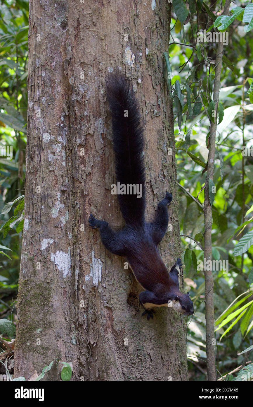 The black giant squirrel (Ratufa bicolor) Stock Photo