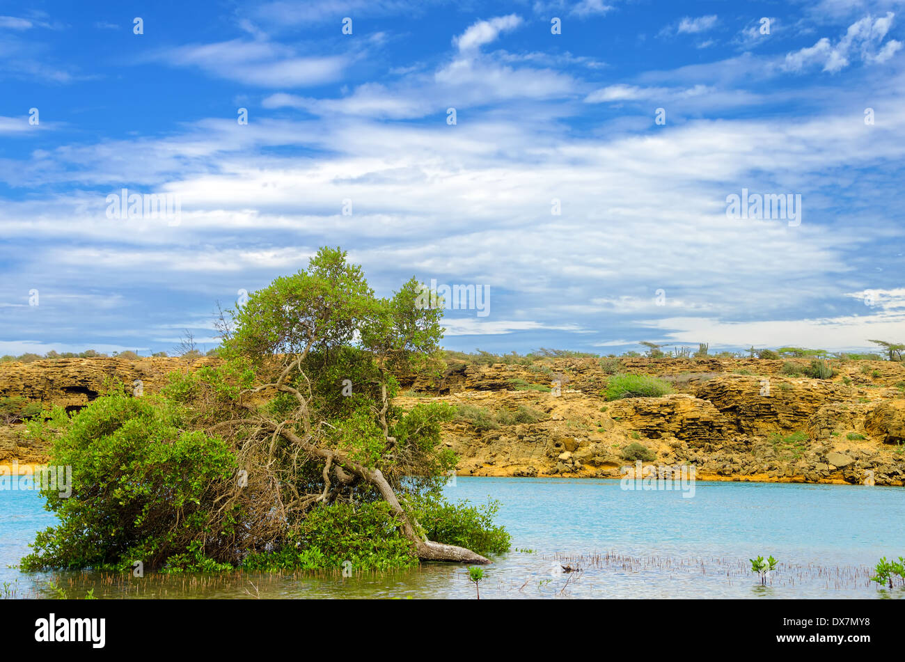 View of mangrove tree just off the coast of La Guajira, Colombia Stock Photo