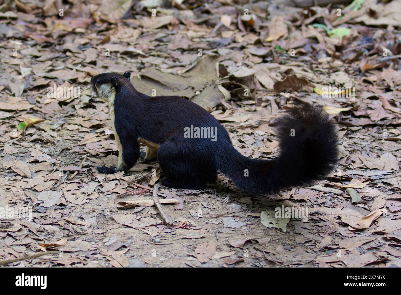 The black giant squirrel (or Malayan giant squirrel) (Ratufa bicolor) i Stock Photo