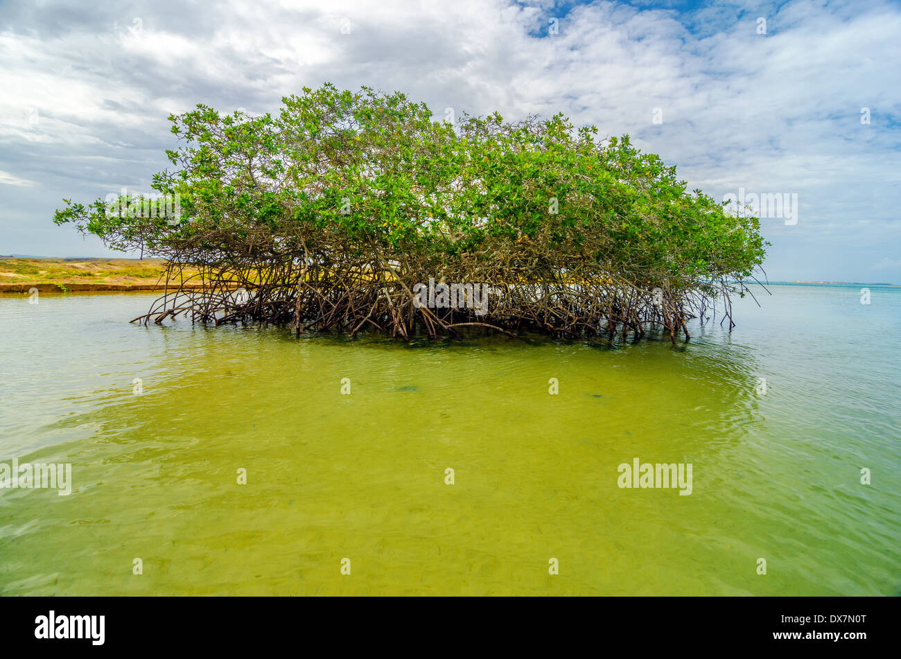 Mangrove tree near the coast of Punta Gallinas in La Guajira, Colombia Stock Photo