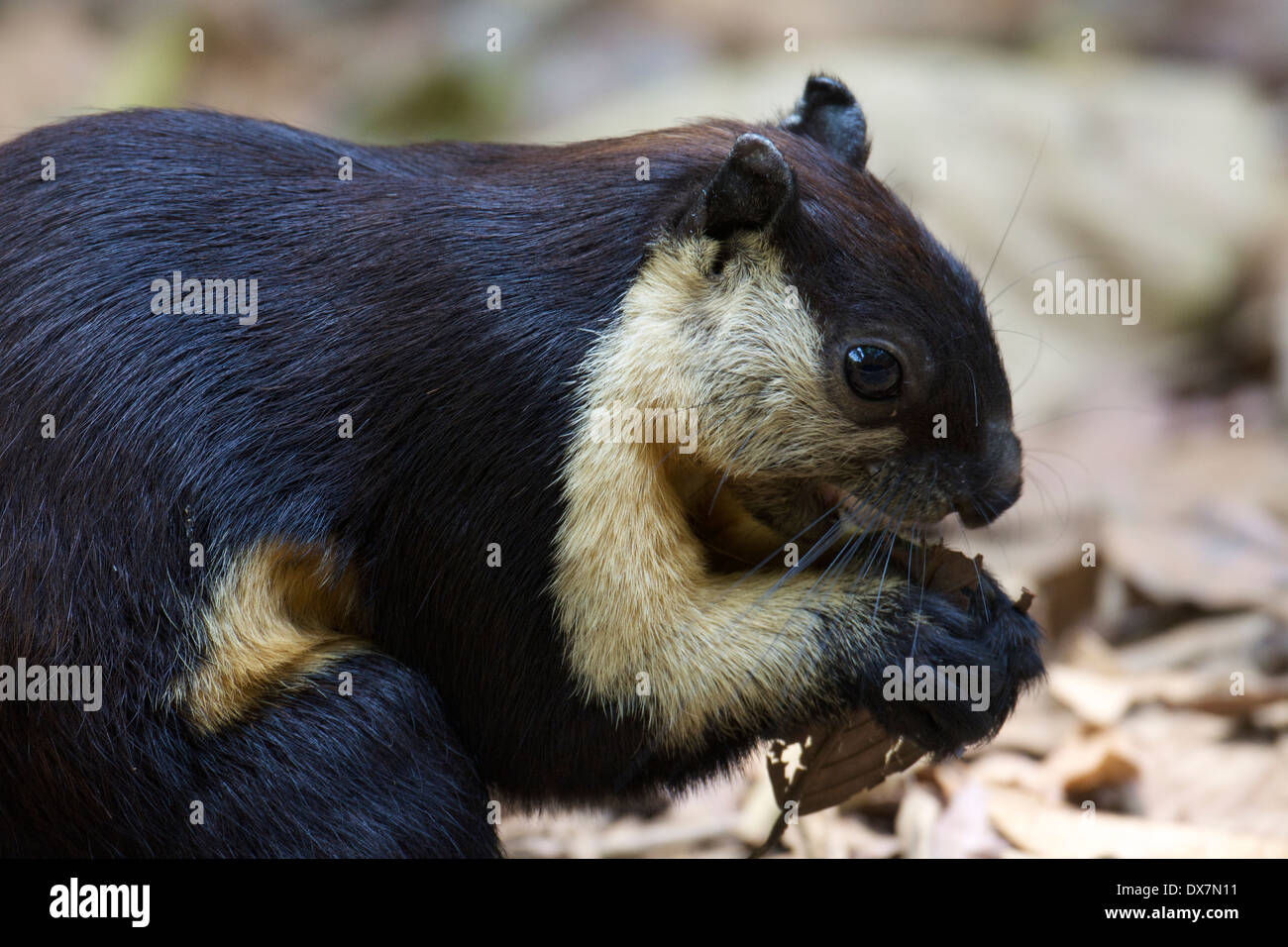 The black giant squirrel (or Malayan giant squirrel) (Ratufa bicolor) i Stock Photo