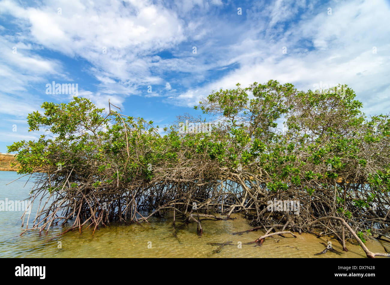 Mangroves coast hi-res stock photography and images - Alamy
