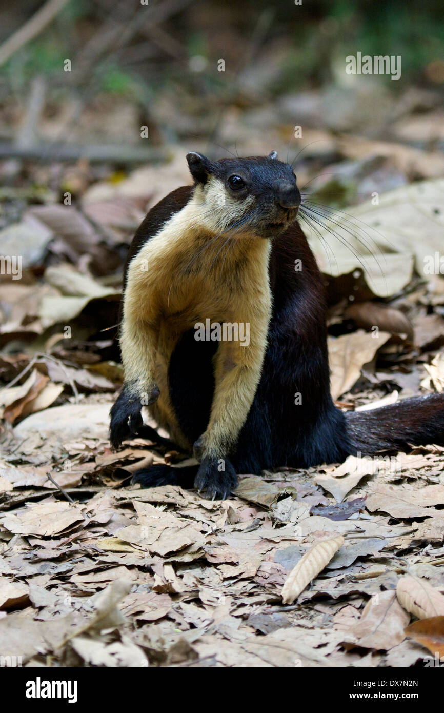Malayan giant squirrel (Ratufa bicolor) Stock Photo