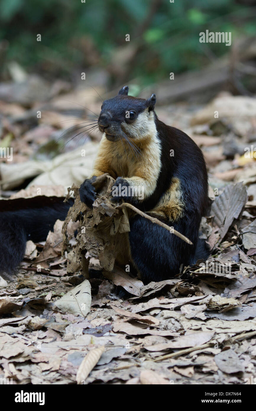 The black giant squirrel (or Malayan giant squirrel) (Ratufa bicolor) Stock Photo