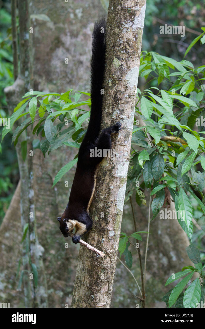 The black giant squirrel (or Malayan giant squirrel) (Ratufa bicolor) is a large tree squirrel in the genus Ratufa Stock Photo
