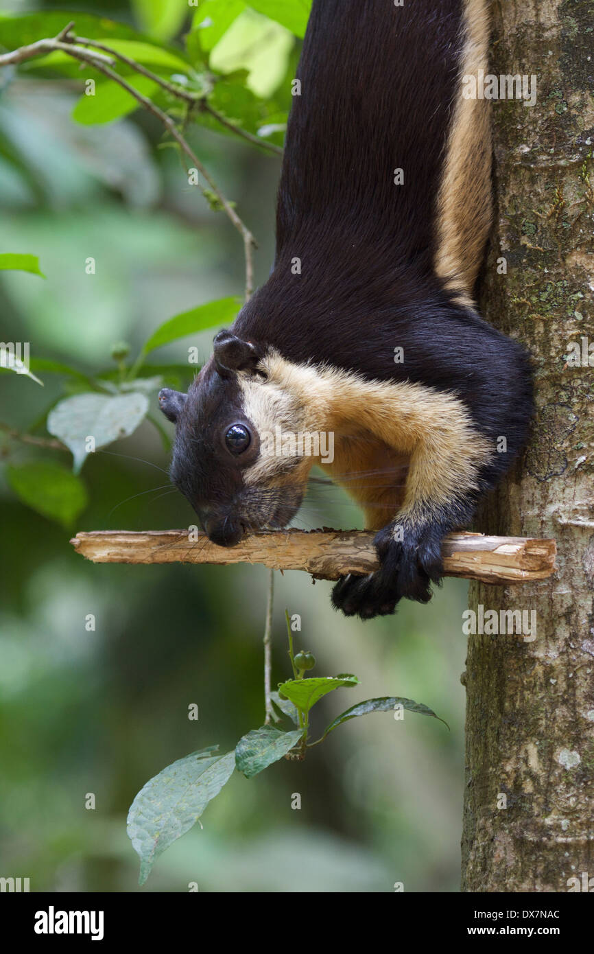 The black giant squirrel (or Malayan giant squirrel) (Ratufa bicolor) Stock Photo