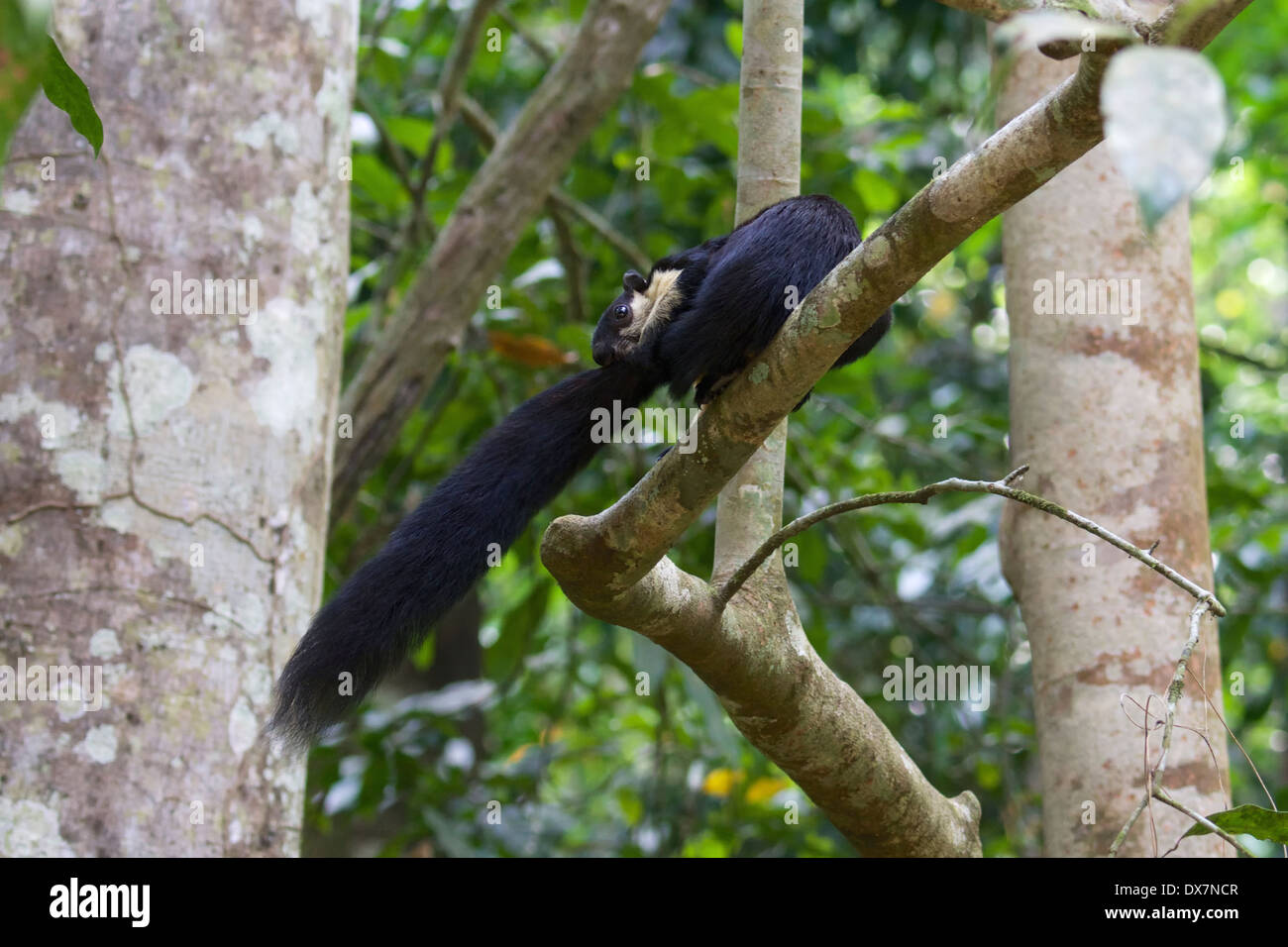 The black giant squirrel (or Malayan giant squirrel) (Ratufa bicolor) is a large tree squirrel in the genus Ratufa native to Ind Stock Photo