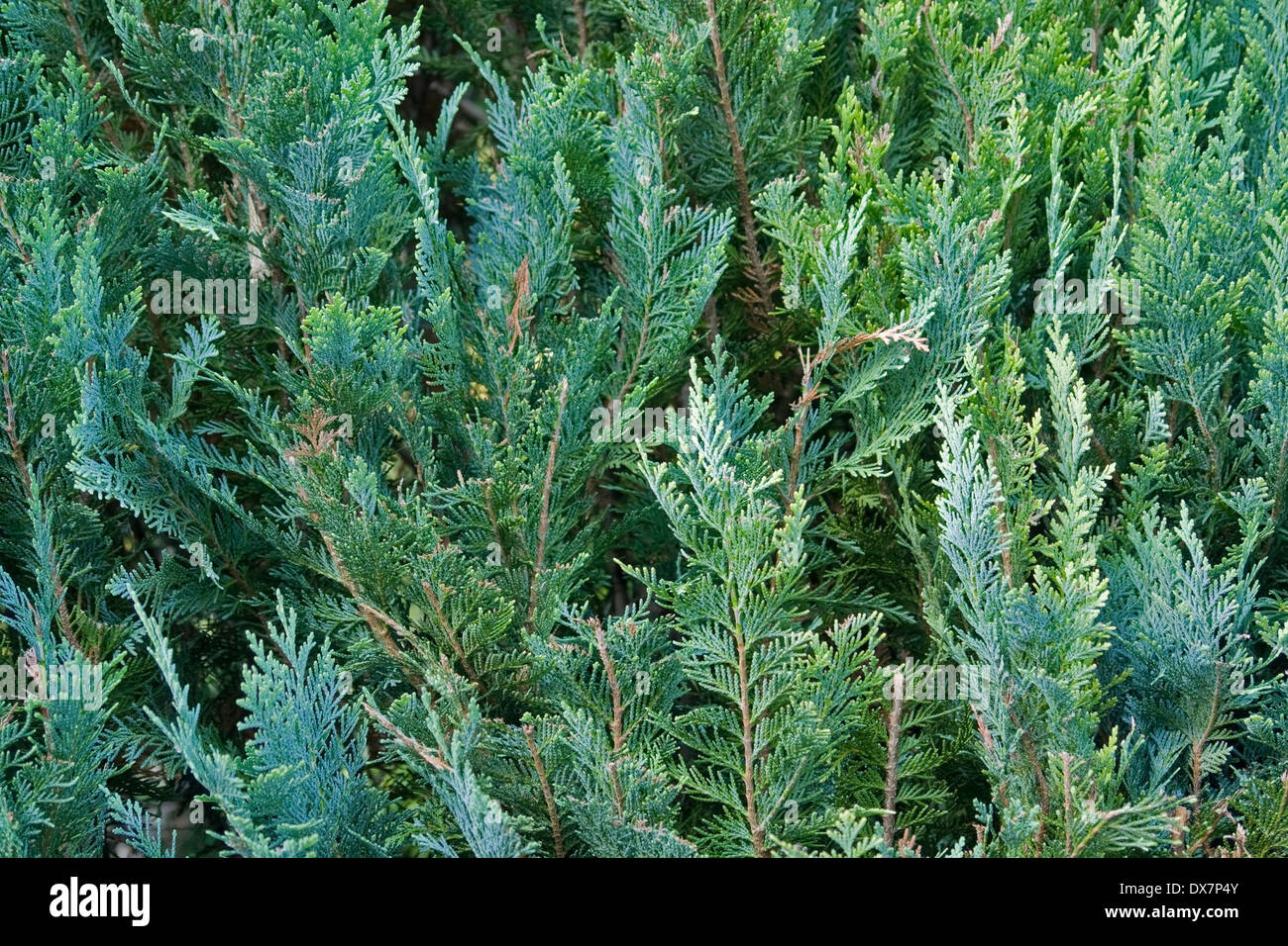 abstract background with thuja leaves Stock Photo