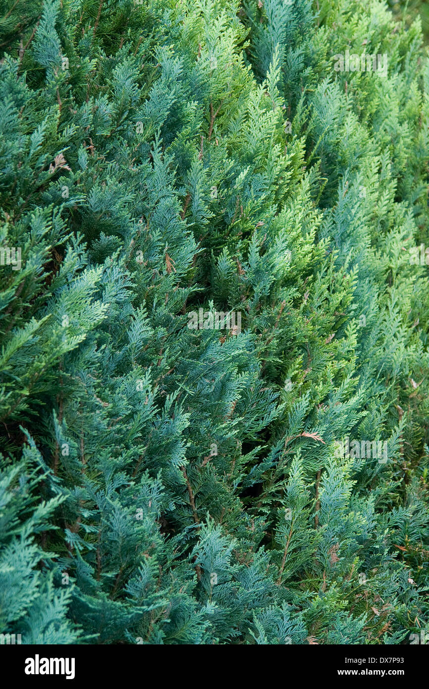 abstract background with fresh green thuja leaves Stock Photo