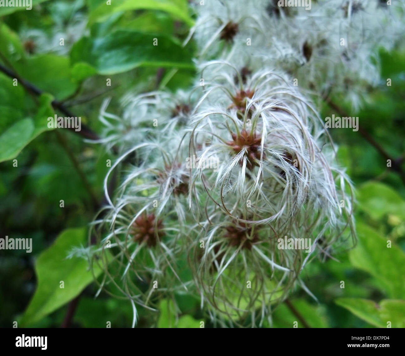 outdoor shot of some fluffy seeds at summer time in front of green leaves Stock Photo