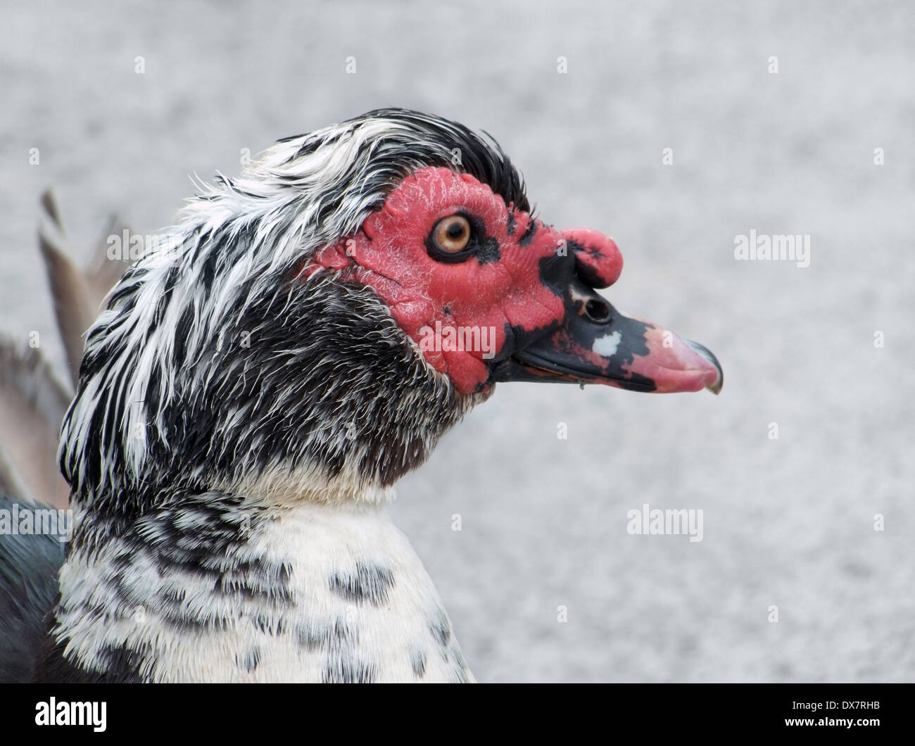 sideways portrait of a duck Stock Photo - Alamy