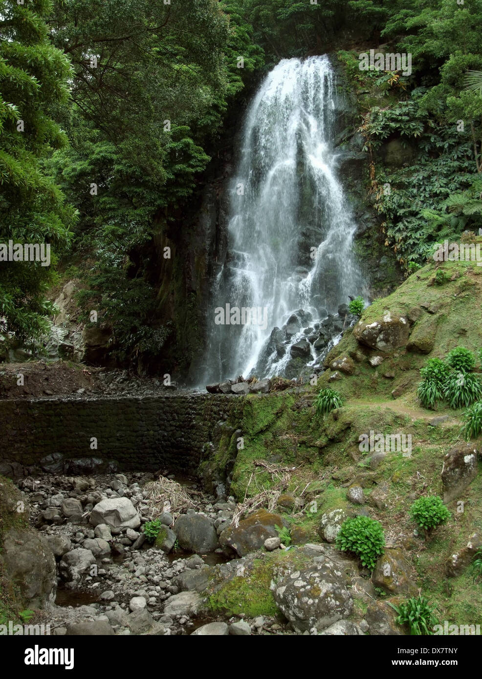 Azores rainforest hi-res stock photography and images - Alamy