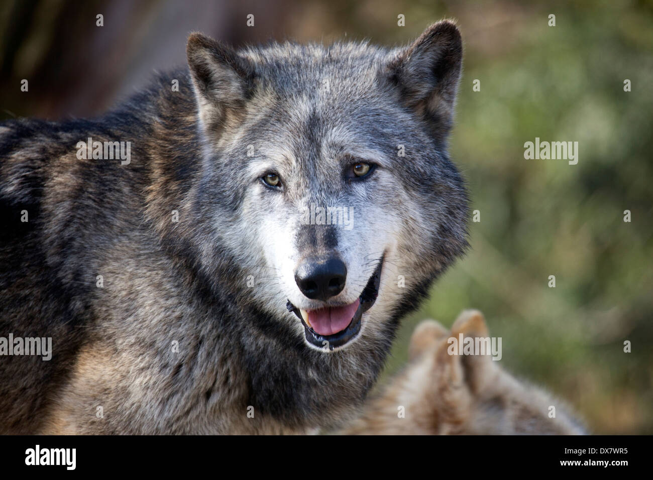 A close up head shot of a single Grey wolf Stock Photo - Alamy