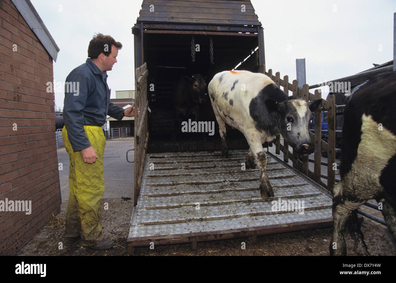 Cattle getting ready for market, Banbury Stockyard, Oxfordshire