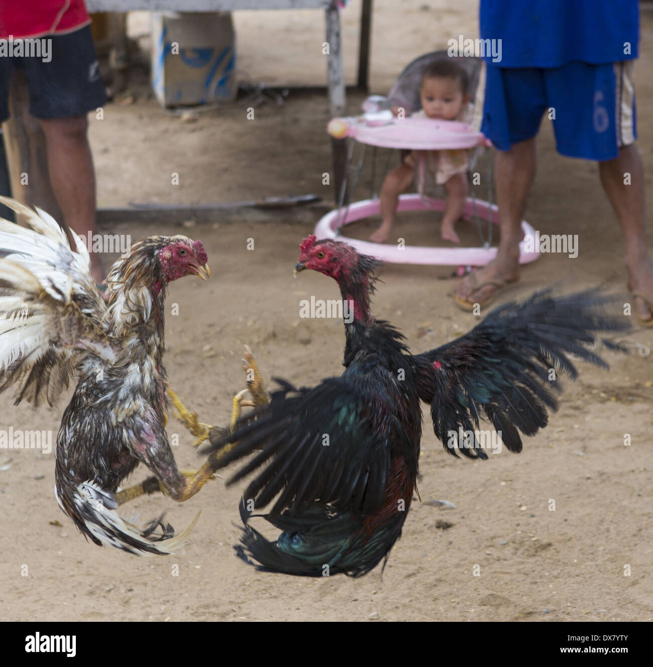 Illegal cock fighting in Don Khon island in the Mekong River, 4000 Islands in Southern Laos Stock Photo