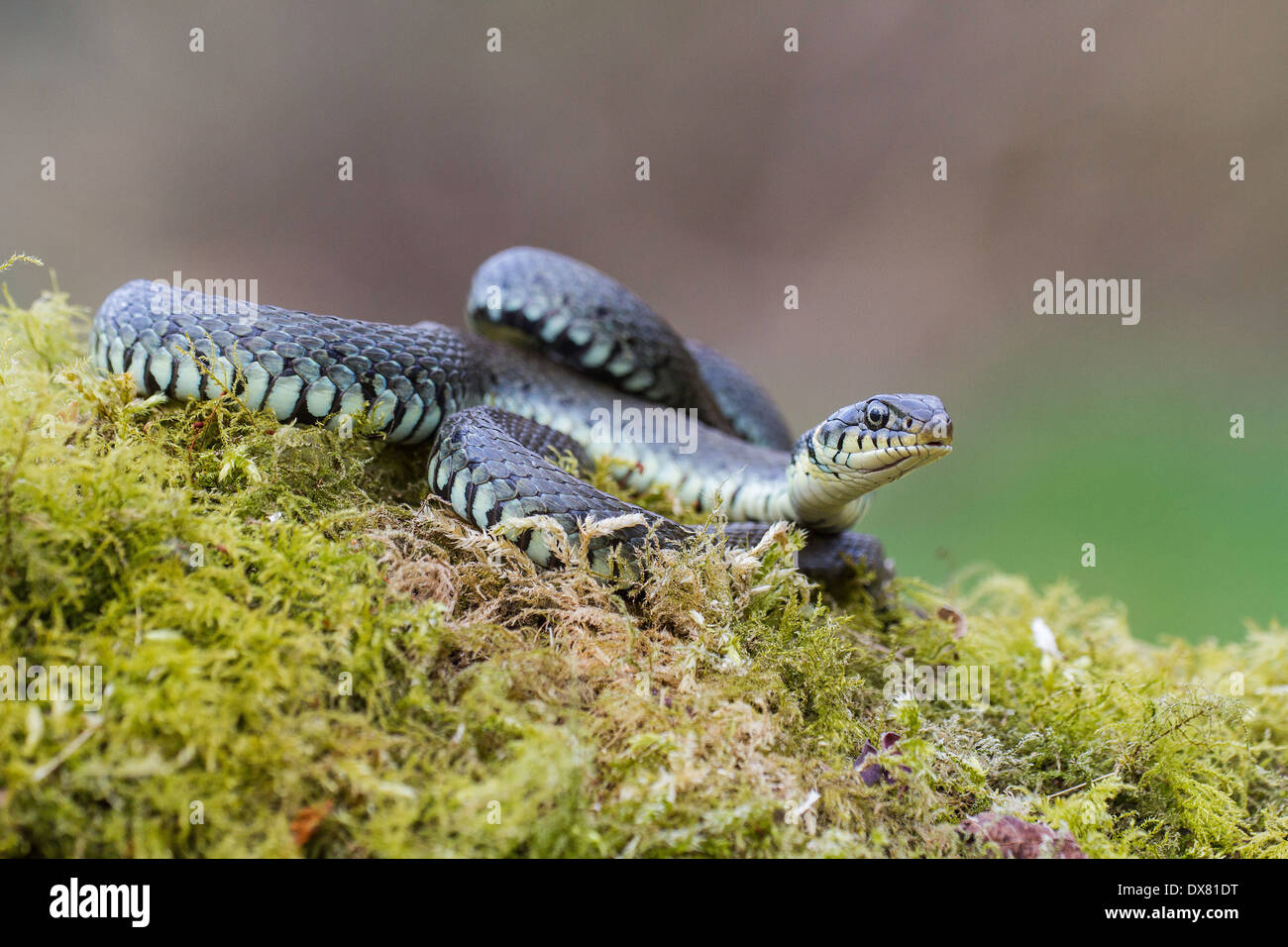 grass snake natrix natrix on a woodland floor,norfolk uk Stock Photo