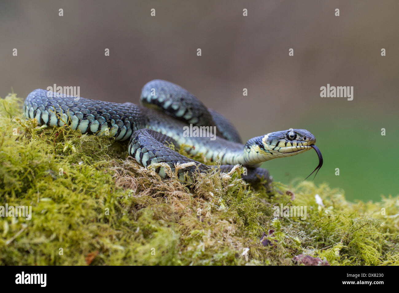 grass snake natrix natrix in a norfolk woodland Stock Photo