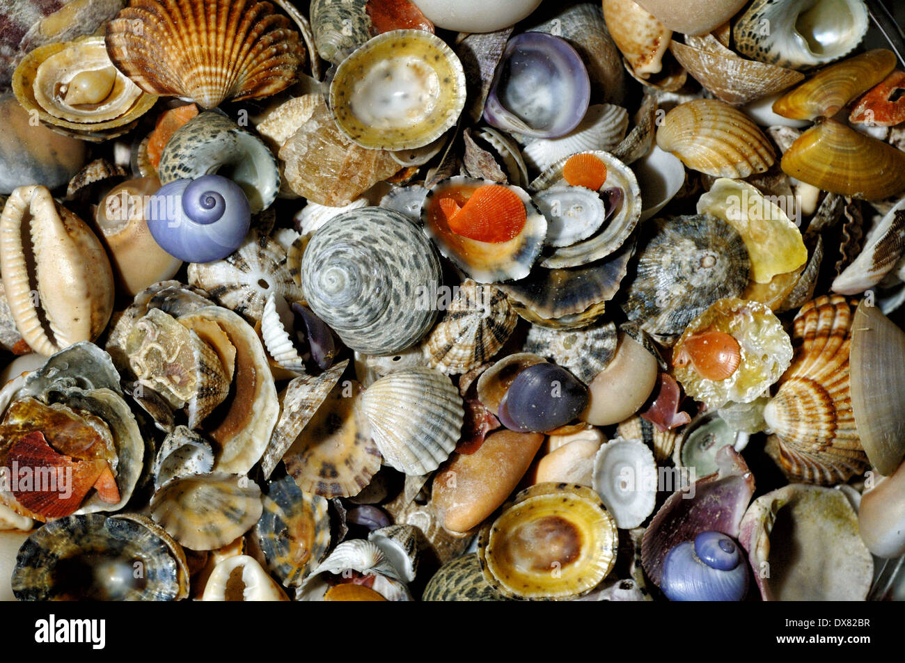 Various sea shells Stock Photo