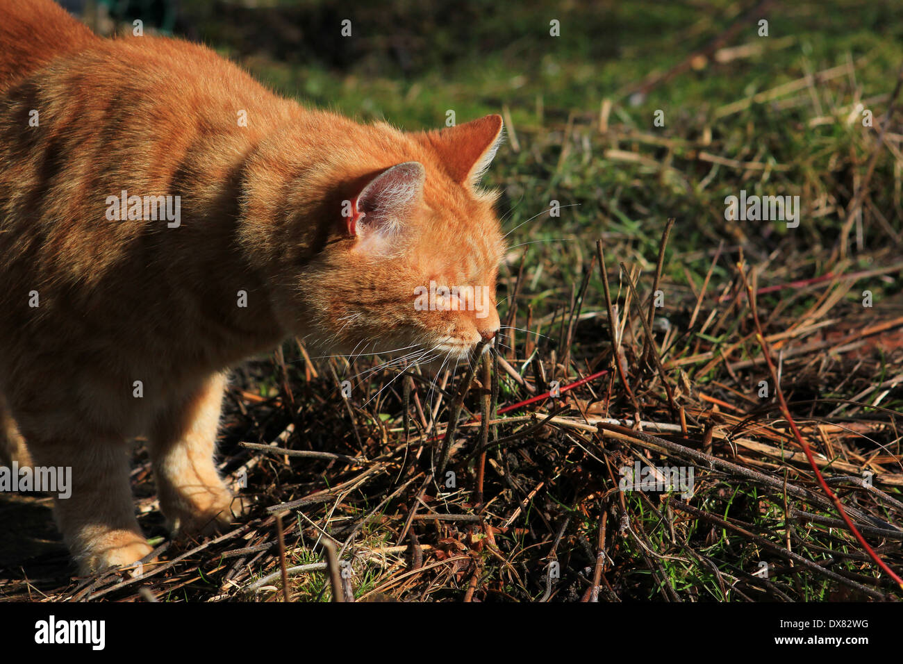 Ginger cat smelling plant stalk Stock Photo