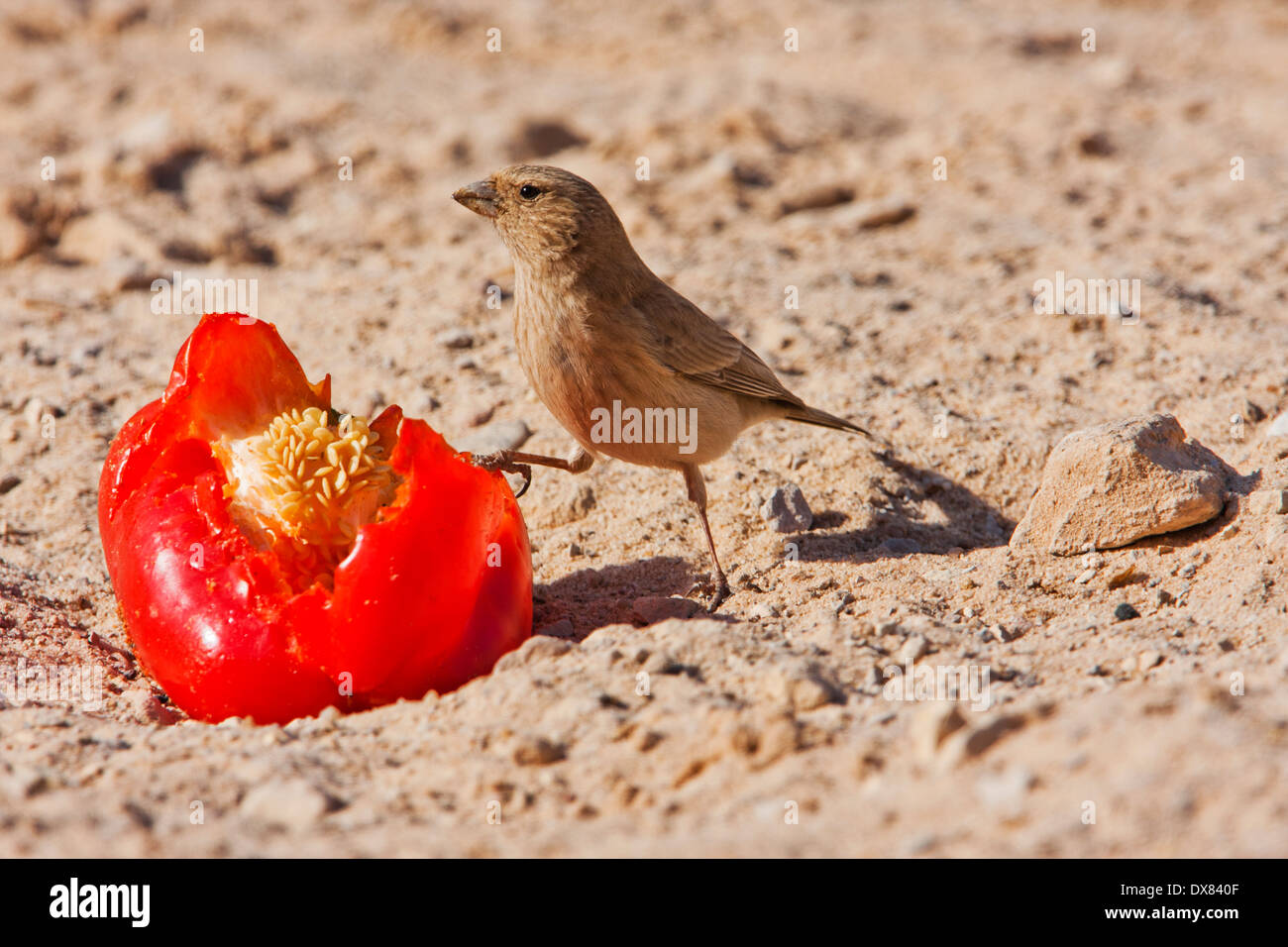 Sinai Rosefinch (Carpodacus synoicus) female on the ground, negev desert, israel Stock Photo