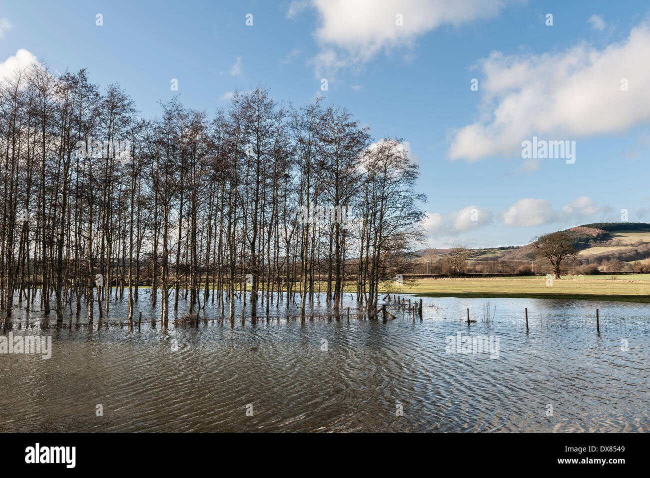 A copse of silver birch trees standing in a flooded field in Herefordshire, UK Stock Photo