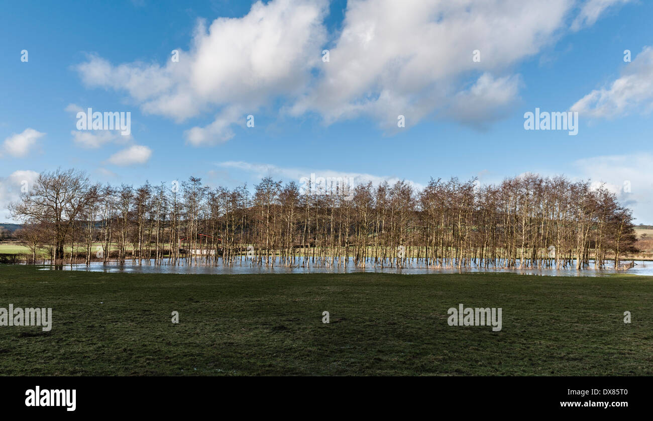 A copse of silver birch trees standing in a flooded field in Herefordshire, UK Stock Photo