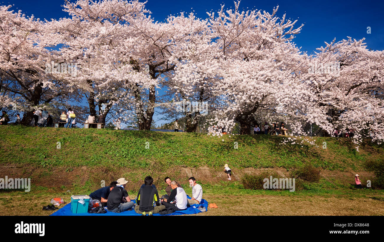 A group of Japanese people having a picnic at Kakunodate, Akita Japan, enjoying the scenery of full bloom cherry blossom trees Stock Photo