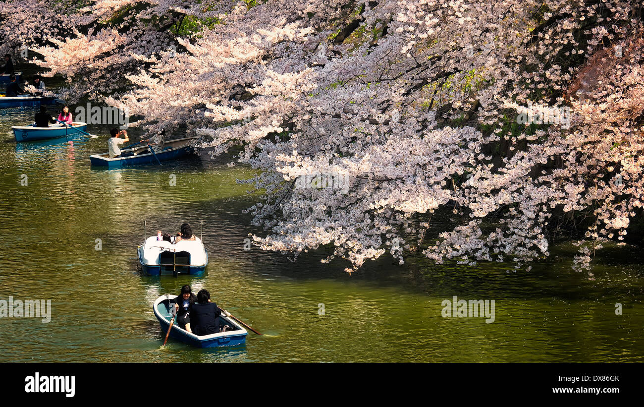 Boaters at Chidorigafuchi Ryokudo moat getting up close to the full bloom cherry blossom trees in Tokyo, Japan Stock Photo
