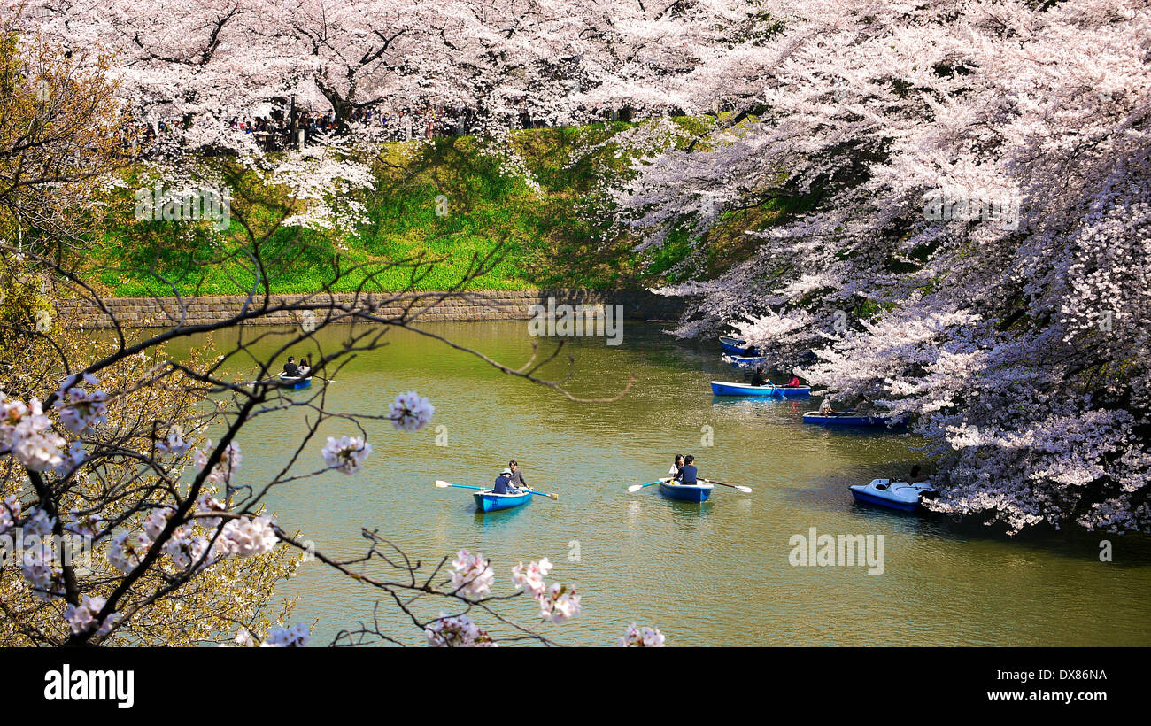 Japanese in boats at Chidorigafuchi Ryokudo moat getting up close to the full bloom cherry blossom trees in Tokyo, Japan Stock Photo
