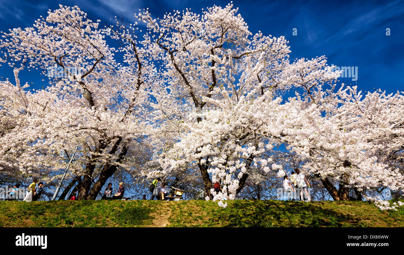 Japanese looking at cherry blossoms in full bloom at Kakunodate, in Akita Prefecture, on a sunny blue sky day Stock Photo
