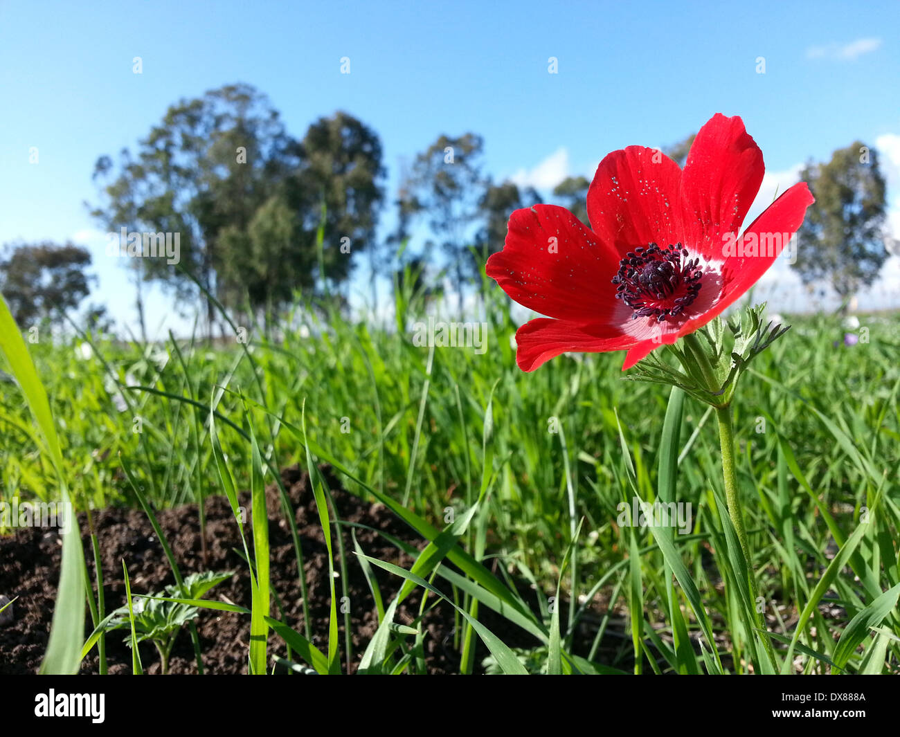 Israel, A field of red Anemone coronaria AKA Spanish marigold or