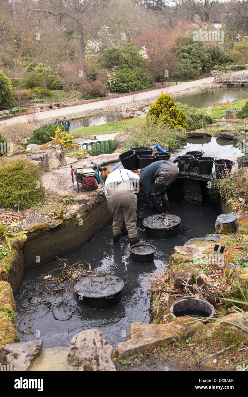 Gardeners Silt Dredging out ornamental ponds at RHS Wisley Gardens, Surrey, England Stock Photo