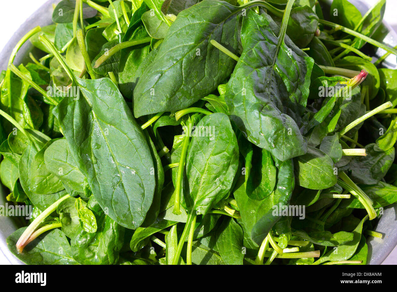 Spring Spinach Freshly washed spring spinach leaves Stock Photo - Alamy