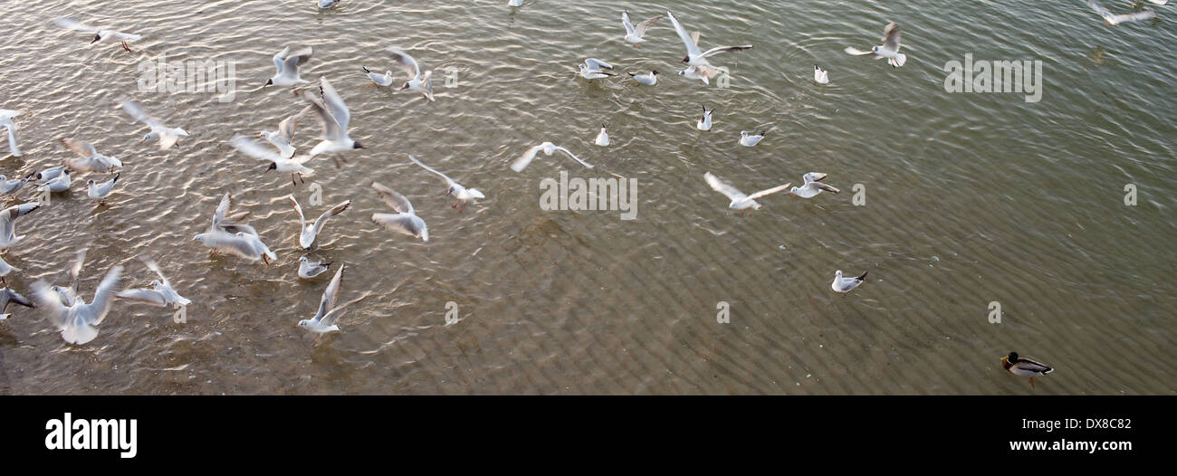 Seabirds in the waters of the Gulf of Gdansk. Stock Photo
