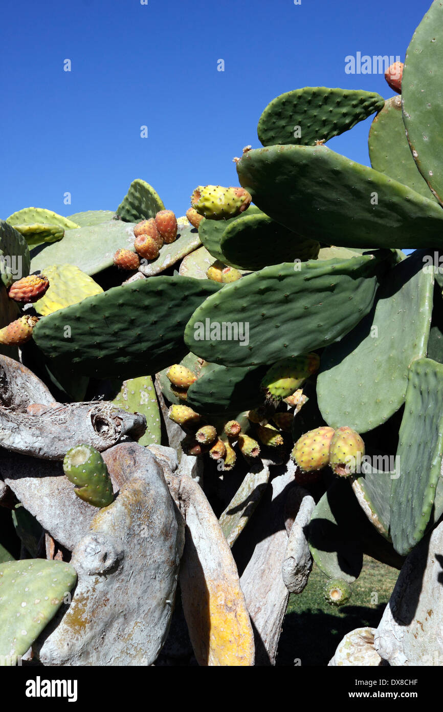 OPUNTIA ROBUSTA. PRICKLY PEAR CACTUS. Stock Photo