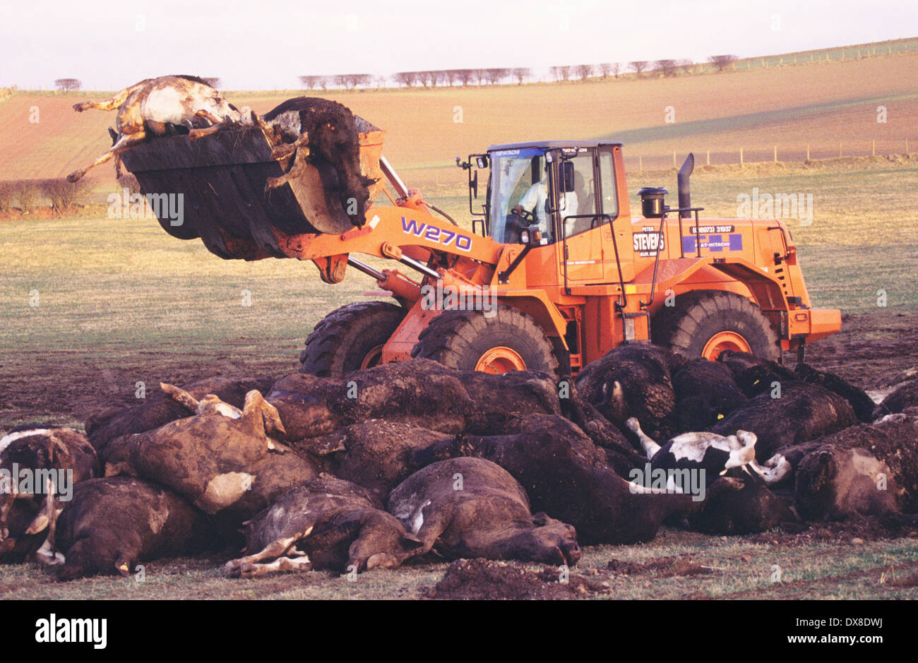 Digger moving cattle and sheep, suspected with Foot and Mouth disease