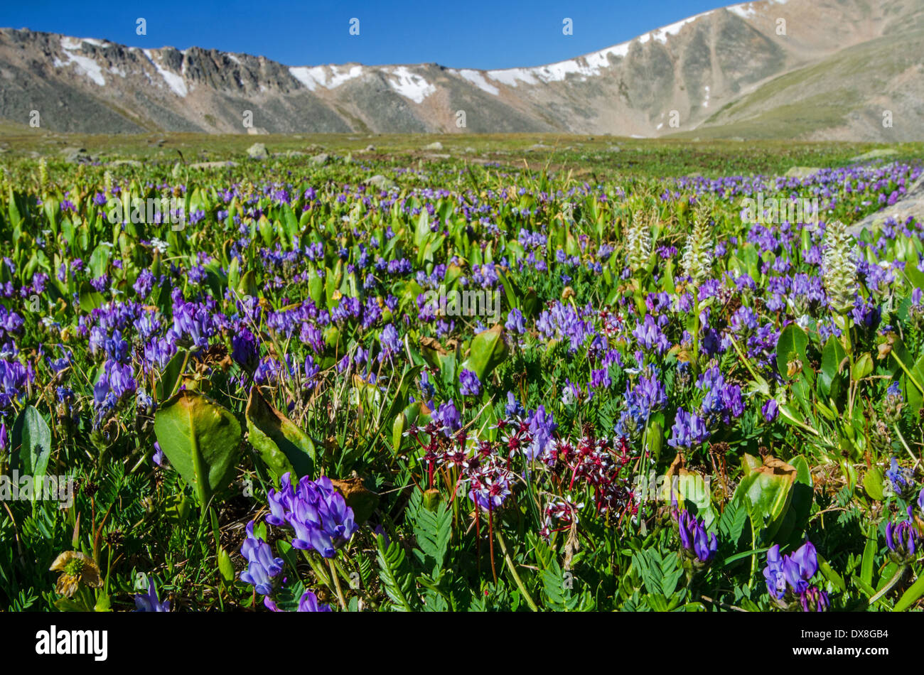 Alpine meadow near Warm Spring Pass (Teplyi Cluch) Altai Russia Stock Photo