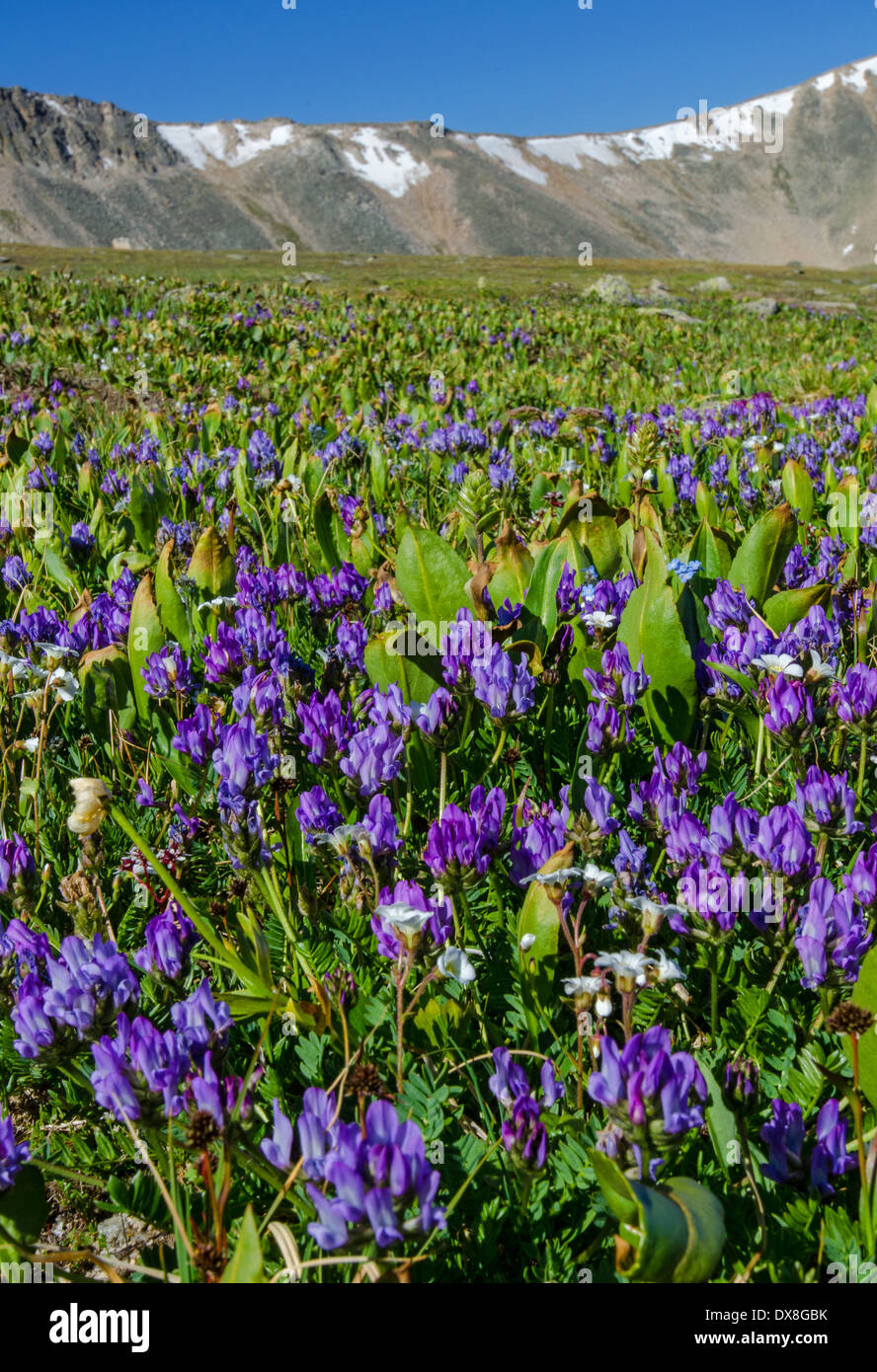 Alpine meadow near Warm Spring Pass (Teplyi Cluch) Altai Russia Stock Photo