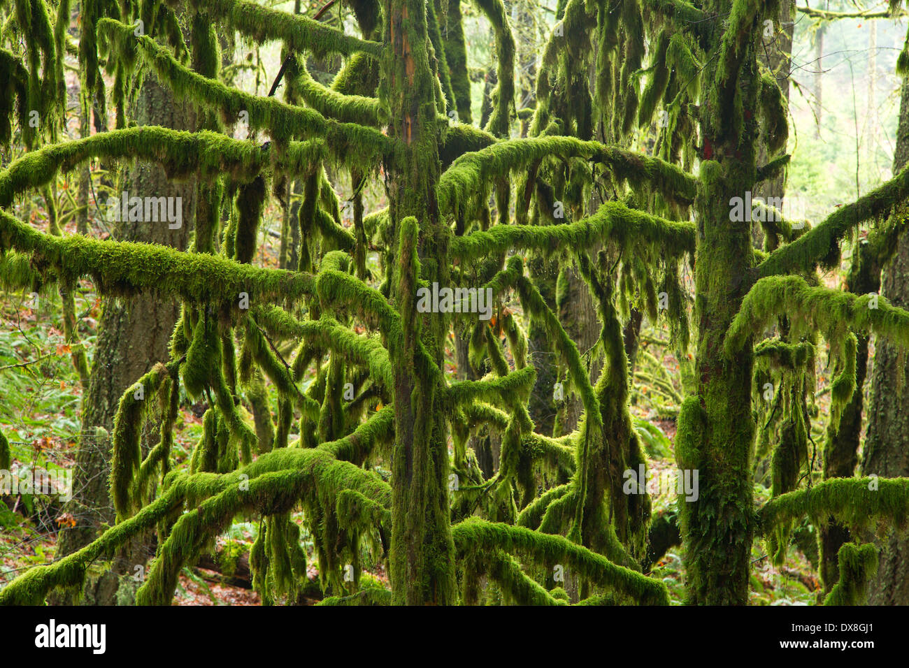 Forest along Powder House Trail, McDonald State Forest, Oregon Stock