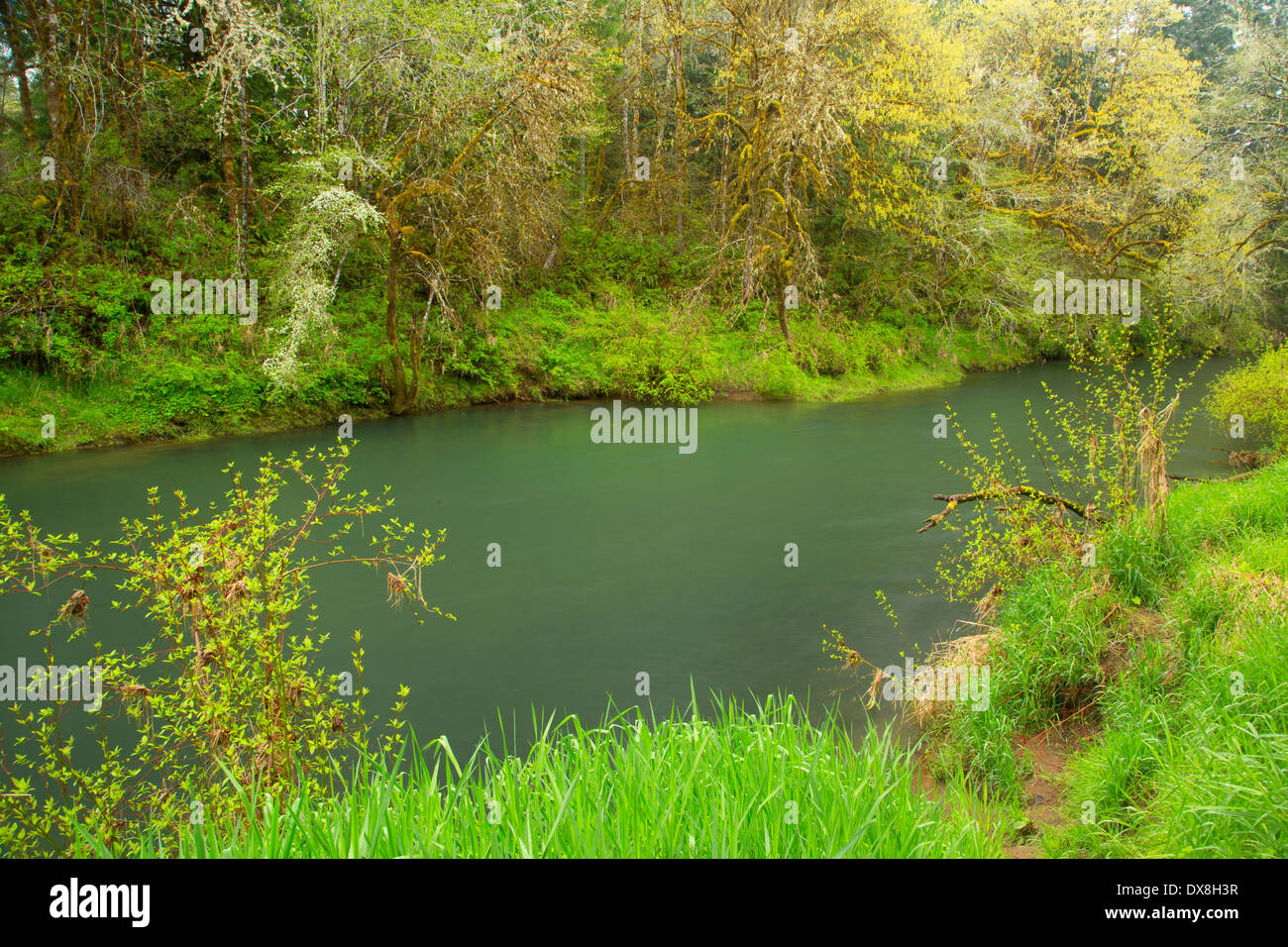 Alsea River, Salmonberry County Park, Benton County, Oregon Stock Photo
