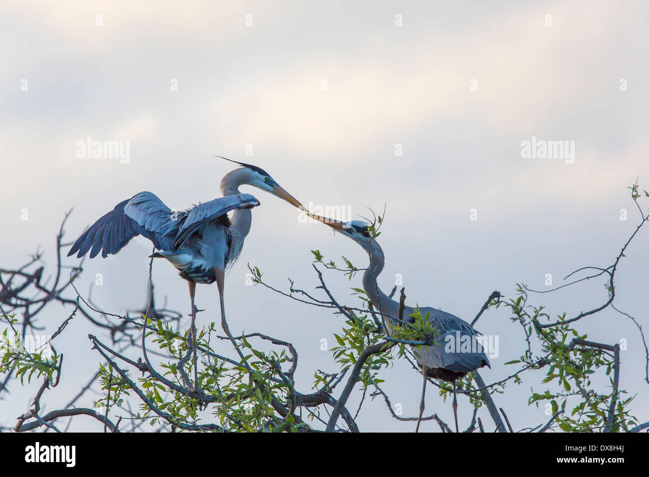 A pair of Great Blue Herons (Ardea herodias) in trees at Venice Rookery in Venice Florida Stock Photo