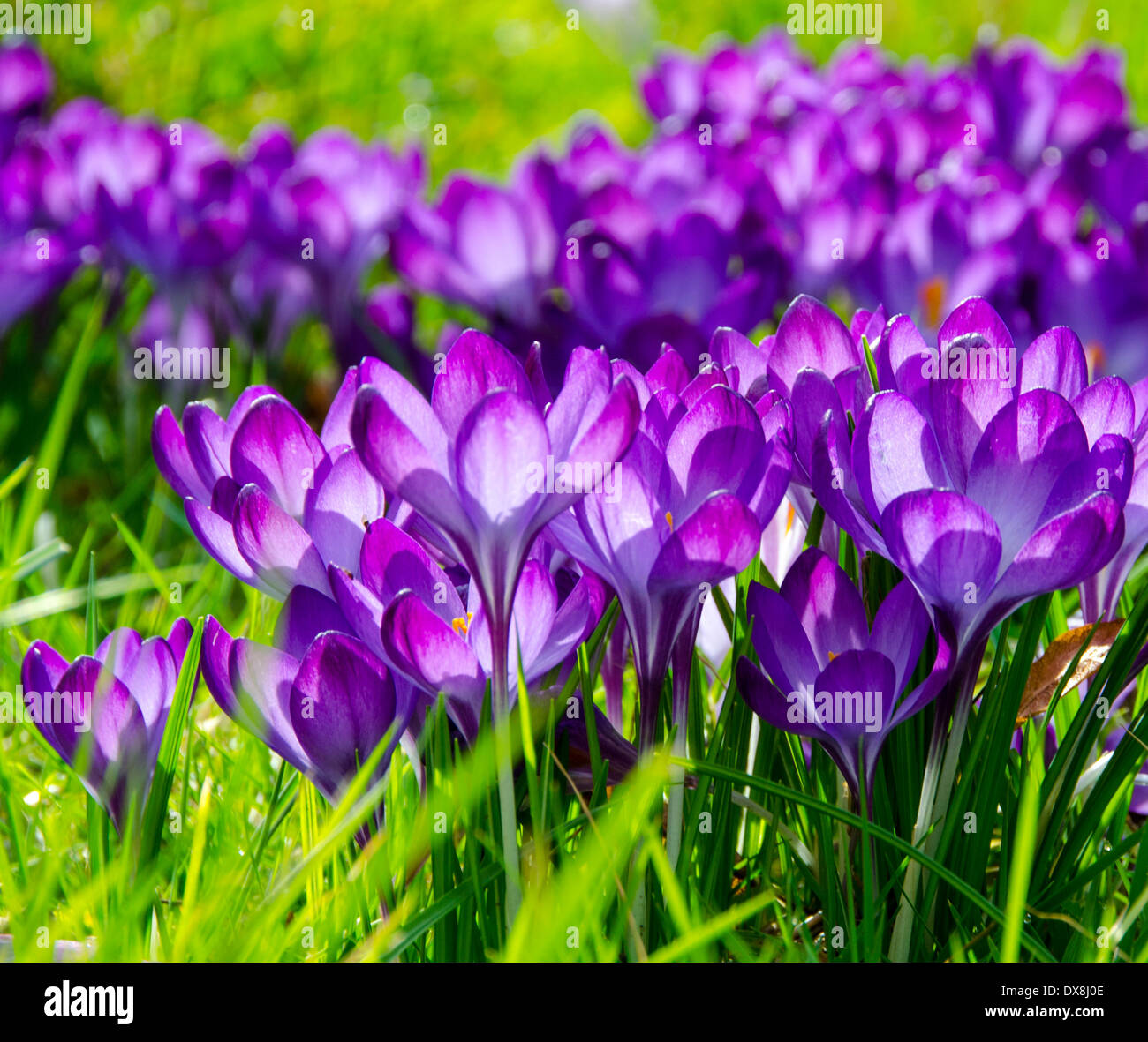 Purple Crocuses Stock Photo