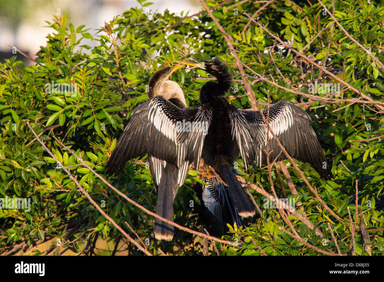A pair of Anhingas or Snake Birds in trees at Venice Rookery in Venice Florida Stock Photo