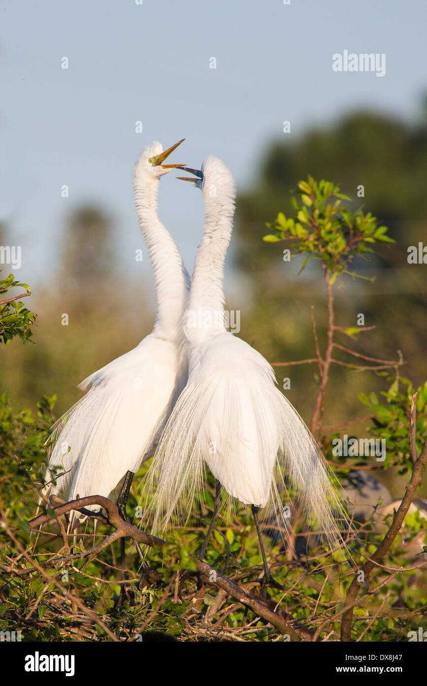 A pair of Great or American Egrets ( Ardea Alba ) in trees at Venice Rookery in Venice Florida Stock Photo