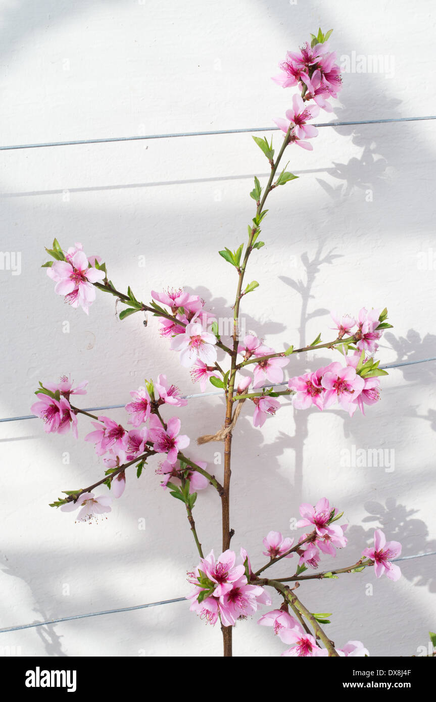 Flowers of Prunus Persica Peach Peregrine March 2014 England UK Stock Photo
